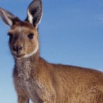 More Responsible Gambling Initiatives in Australia