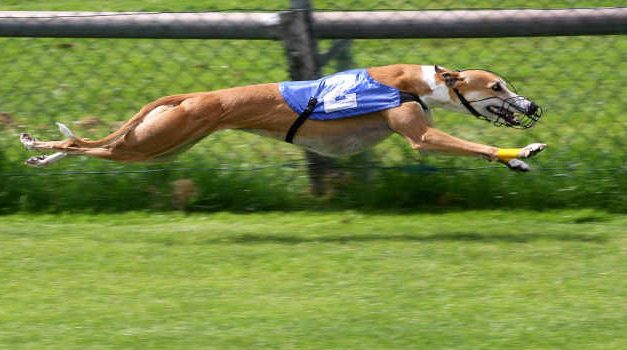 Irish Greyhound Board Gets Behind Responsible Gambling